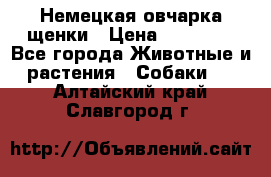 Немецкая овчарка щенки › Цена ­ 20 000 - Все города Животные и растения » Собаки   . Алтайский край,Славгород г.